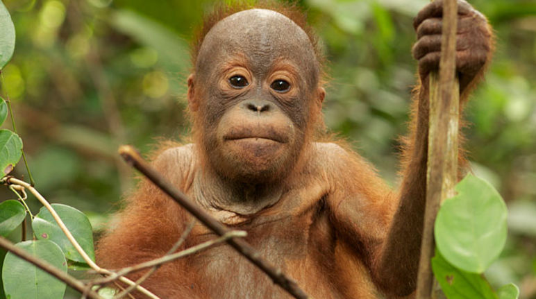 A orangutan youngster sitting in a tree