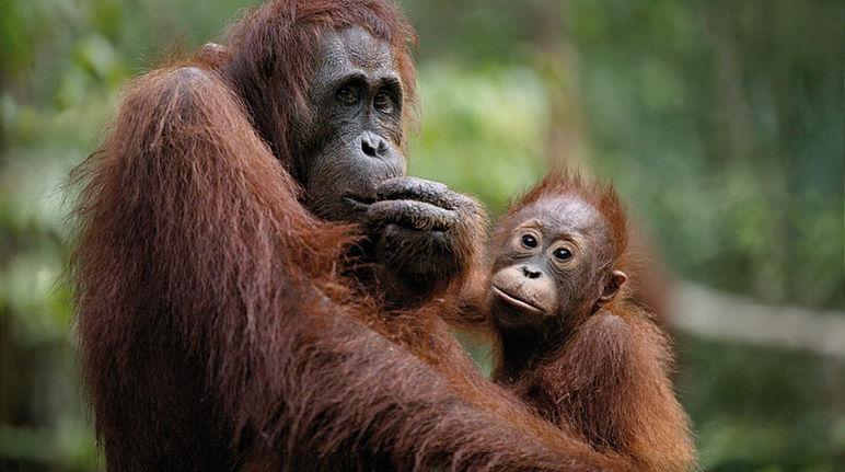 Orangutan mother and child. Churchill Mining's project could pose a great threat to them