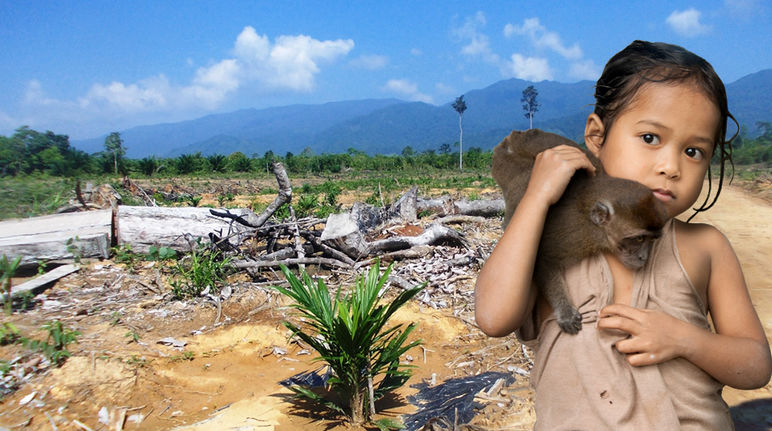 Nowhere to live: converting land into oil palm plantations Deforested area in the Philippine island of Palawan