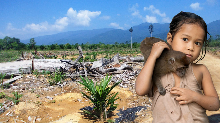 Deforested area in the Philippine island of Palawan