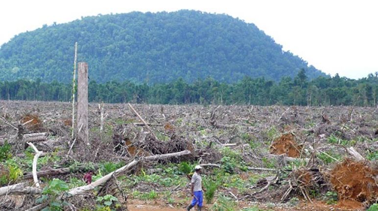 Palmoil plantations destroy forests