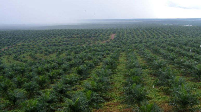 Oil palm seedlings on a plantation in Indonesia
