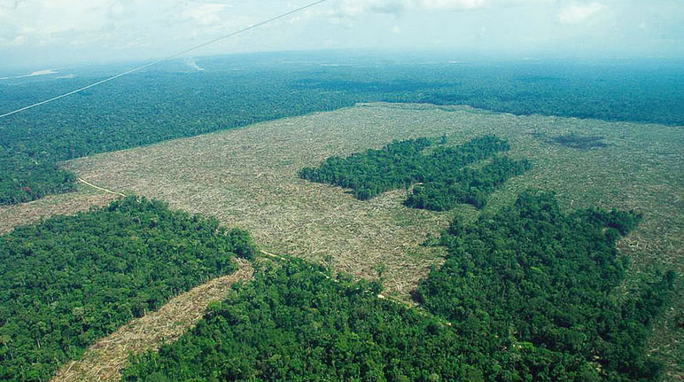 Rainforest in Colombia