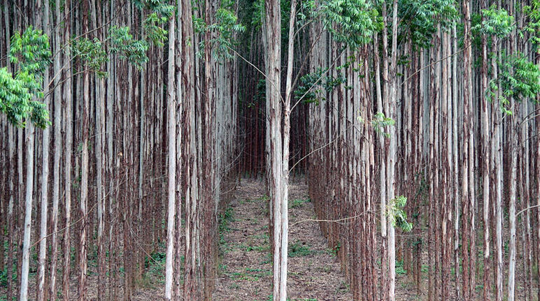 Eucalyptus trees planted in straight lines on the industrial plantation of a Brazilian paper company