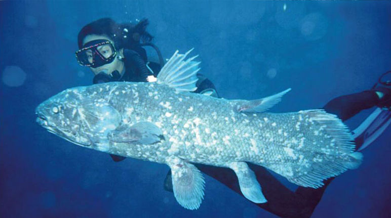 The coelacanth