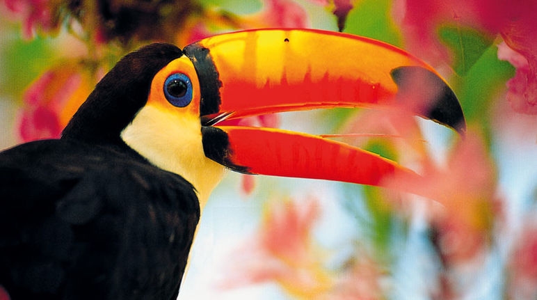 Aras in the Amazonian rainforest A tucan in midst of colorful flowers