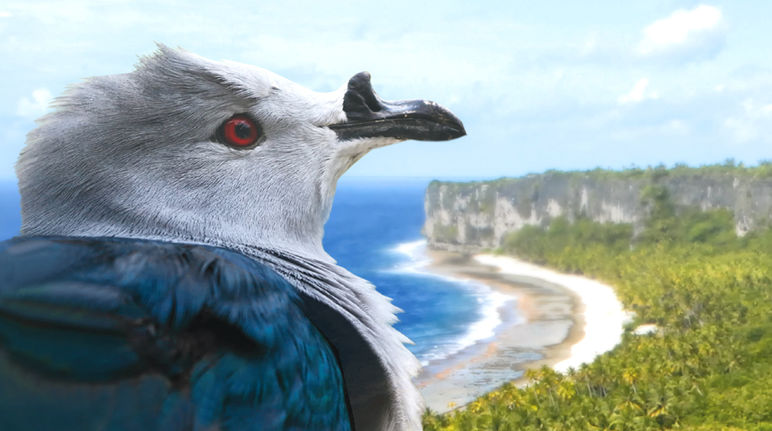 Polynesian imperial pigeon, Makatea Atoll in background