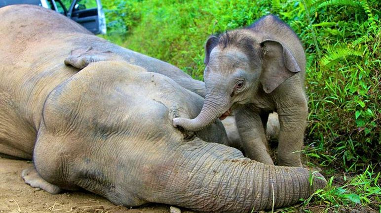 A baby elephant standing over the body of its dead mother, touching her head with its trunk