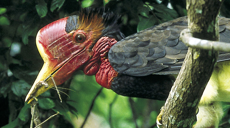 A helmeted hornbill in a tree