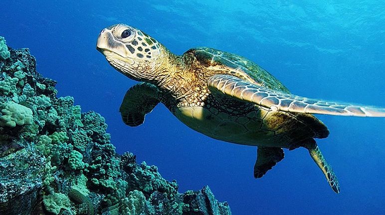 Underwater photo of a sea turtle on a reef