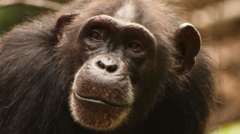 Humans are destroying chimpanzee habitat at an alarming rate Western chimpanzee