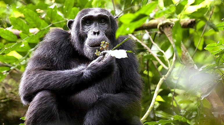 A chimpanzee in Uganda