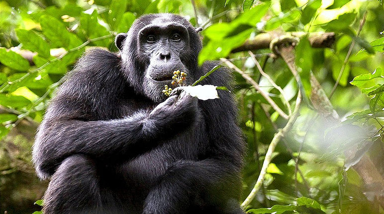 Stop The Sugar Industry S Assault On Uganda S Chimpanzee Forest Rainforest Rescue