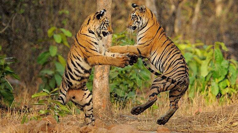 Even the tigers seem overjoyed: the Mahan forests will not be destroyed for coal. Two tigers playing