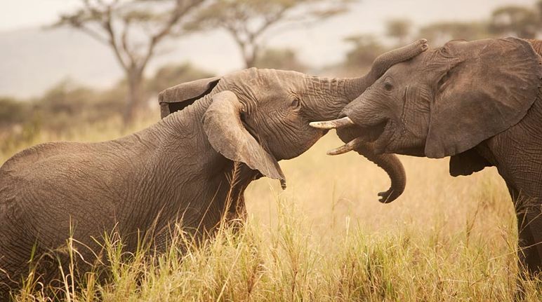 Two nuzzling elephants are facing each other in the savannah