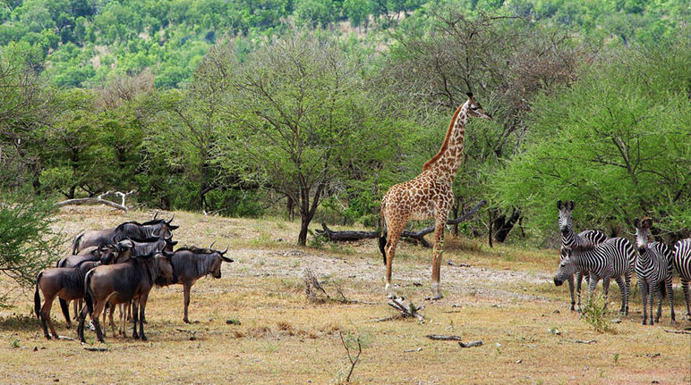 Gnus, giraffes and zebras in the Selous Game Reserve in Tanzania