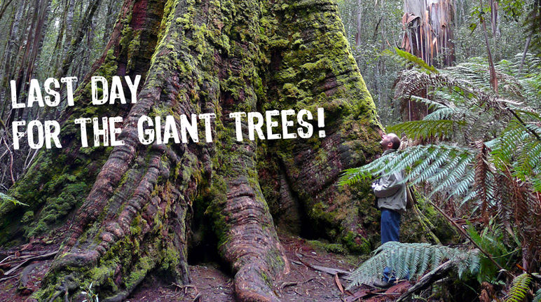 A man dwarfed by the roots of a giant tree