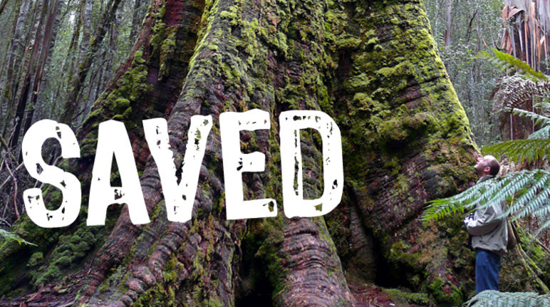 Some of the world's tallest trees are safe (photo: bishib70/Flickr) A man dwarfed by the roots of a giant tree