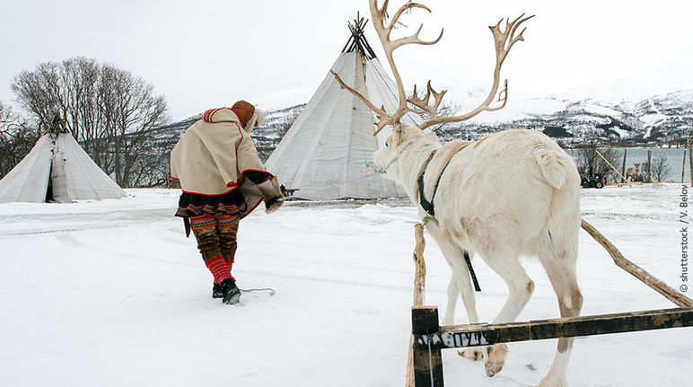 Traditional Sami with reindeer