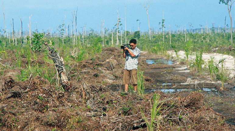 Conservationists record video of palm oil company Wilmar's logging activities