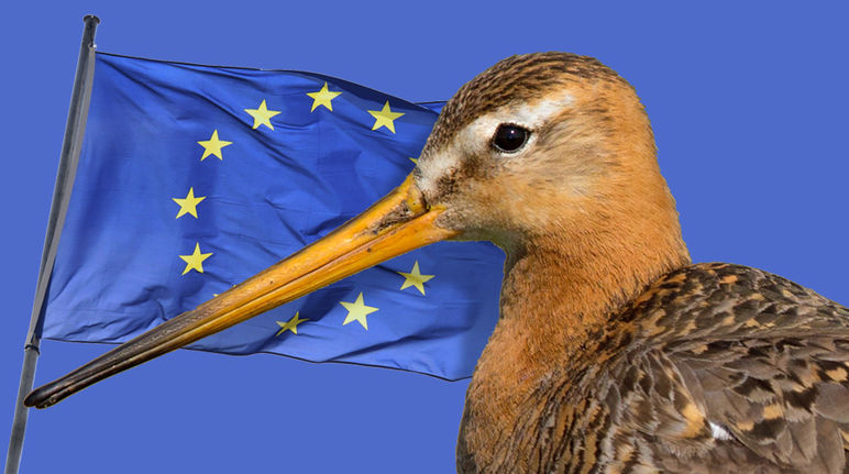 Godwit and EU flag