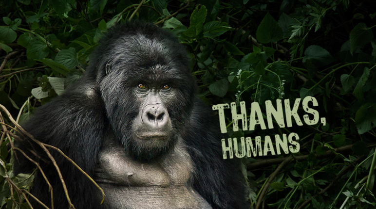 ...for protecting my beautiful home (photo: Flickr / weesam2010 - Lizenz: CC BY-NC-SA 2.0) A gorilla with the caption, "Thanks, humans"