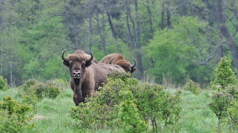 The last of their kind in Europe: a herd of 900 wild bison roam Białowieża Forest. Bison in Poland’s Białowieża Forest