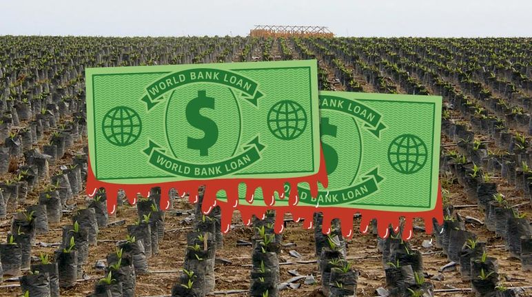 World Bank dollars in front of a palm oil plantation