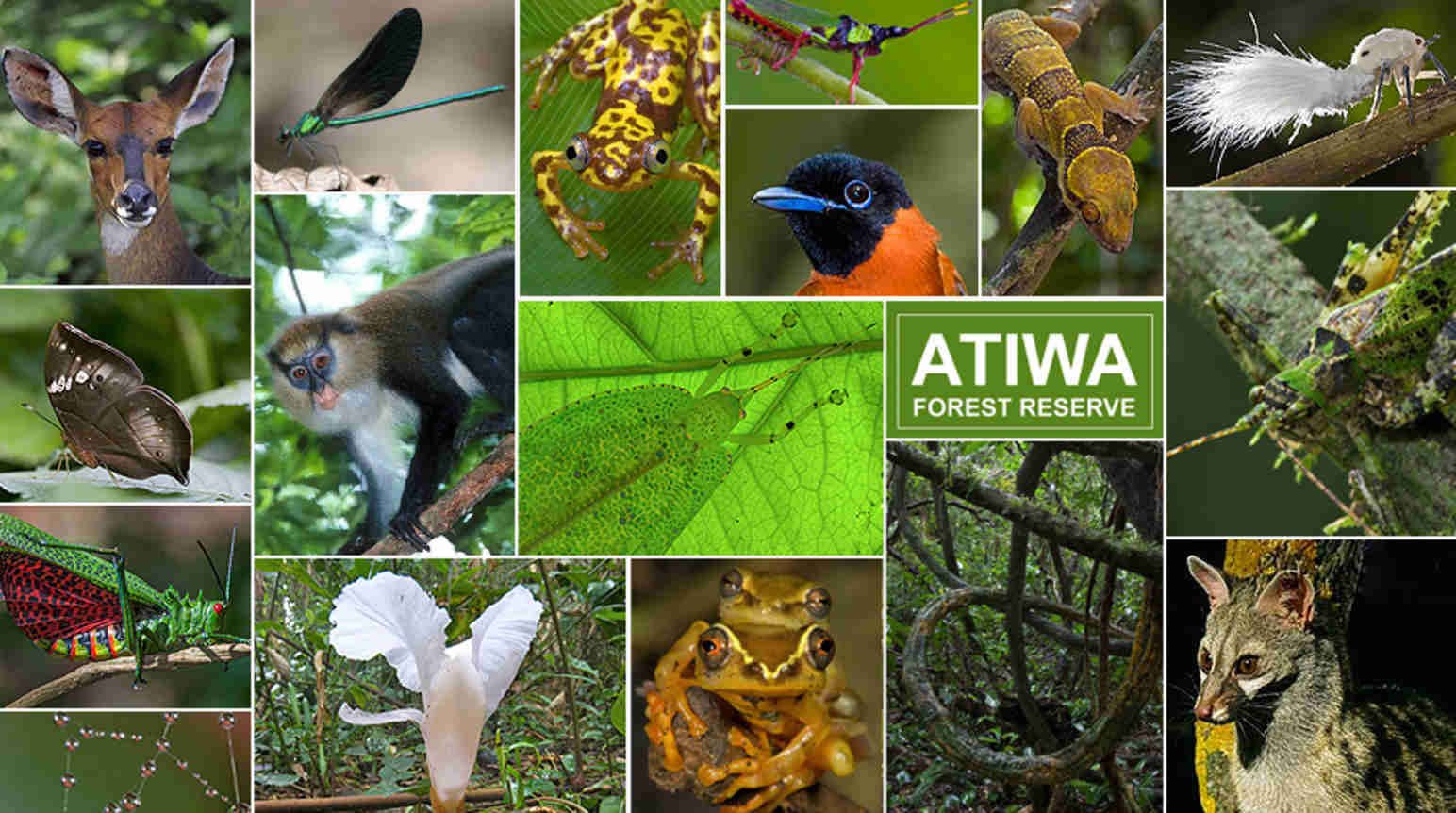 Ghana’s Atiwa rainforest needs protection Rainforest Rescue