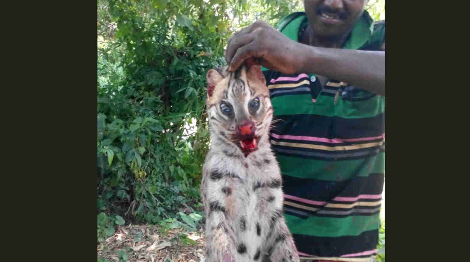 India stop fishing cat poaching now! Rainforest Rescue
