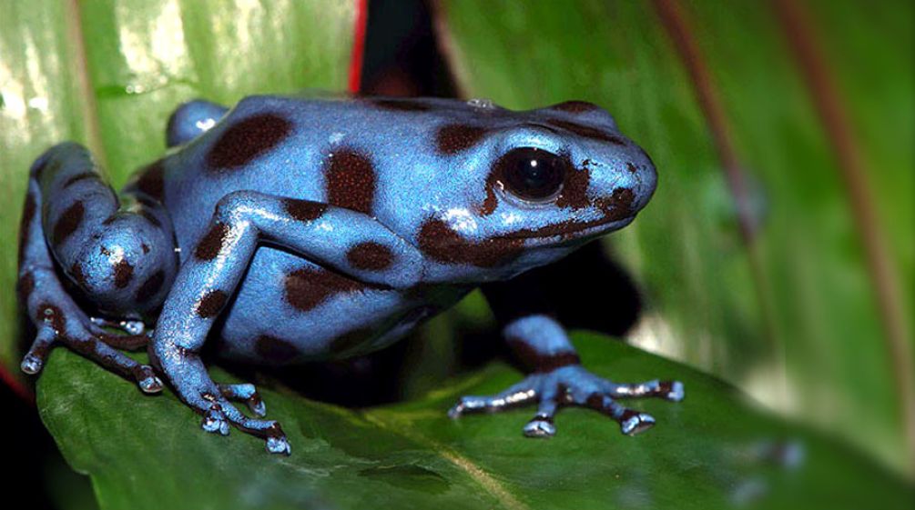 Blue frog with spots on a leaf