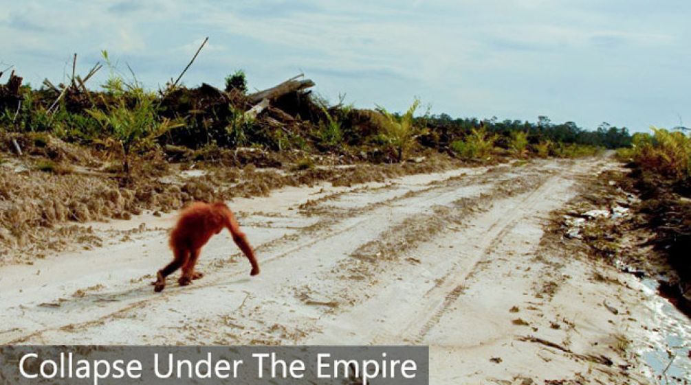 A lonely orangutan in a desolate landscape