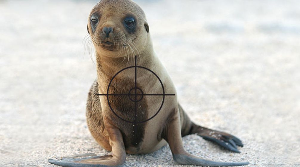 A sealion with a target on it´s chest