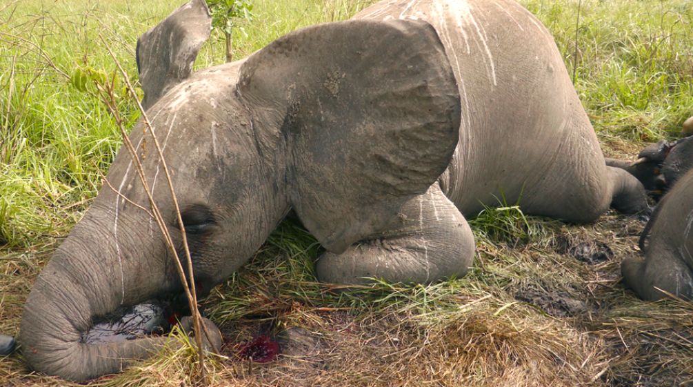 A young elephant lying dead on the ground