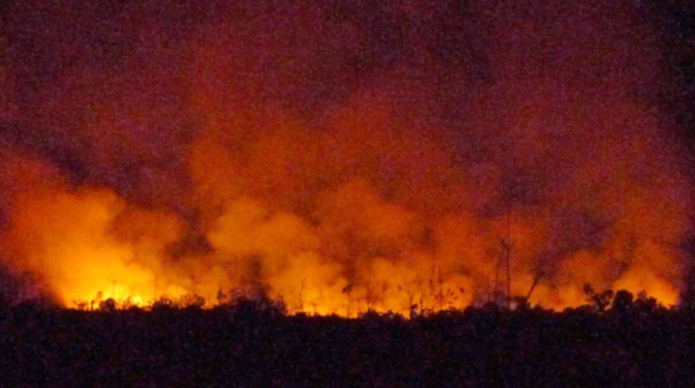 The rainforest is burning for oil palm plantations fire in the forest at night
