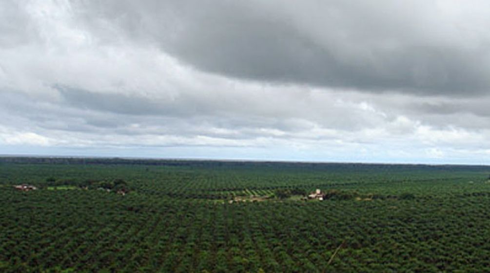 Palm oil plantation in Honduras