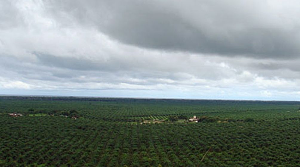 Palm oil plantation in Honduras Palm oil plantation in Honduras