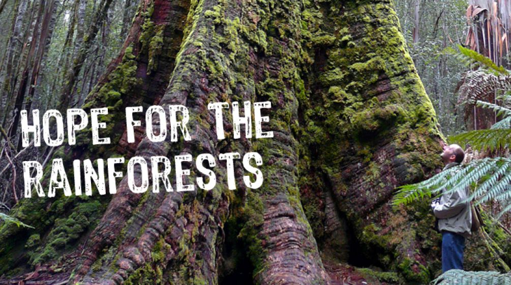 The caption “hope for the rainforests” is superimposed over the base of a giant tree.
