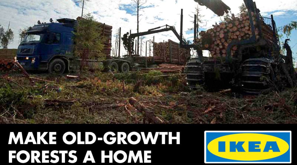 Ikea is making old-growth forest a home