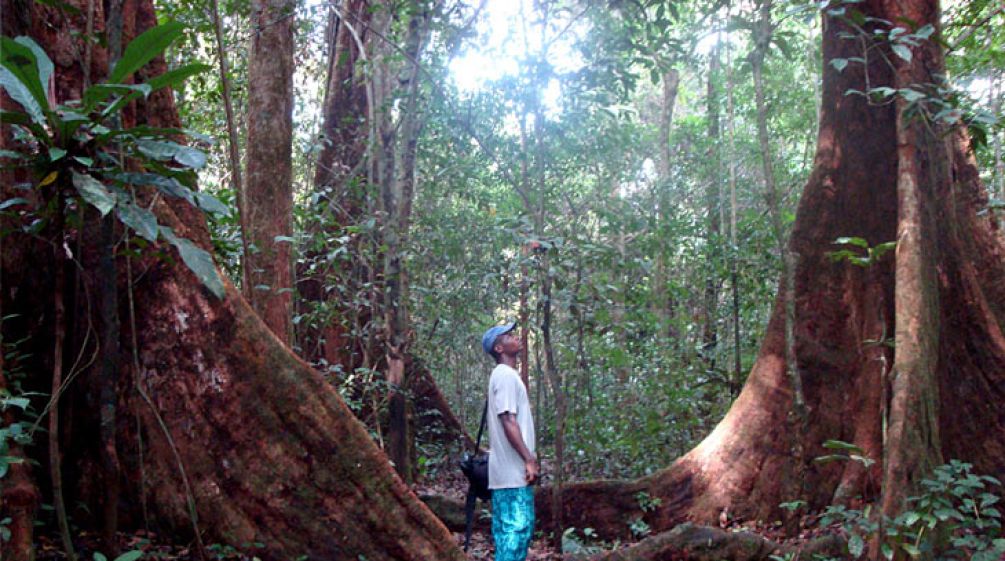 Man standing between two huge trees in the Korup rainforest