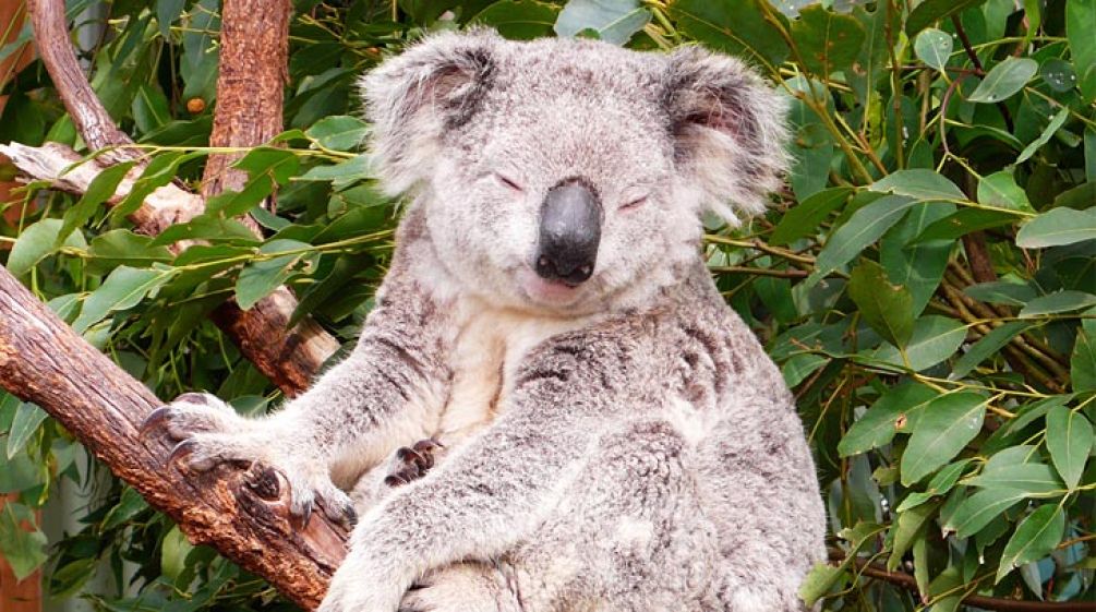 Koalas need intact forests to survive A Koala sits on an eucalytpus tree