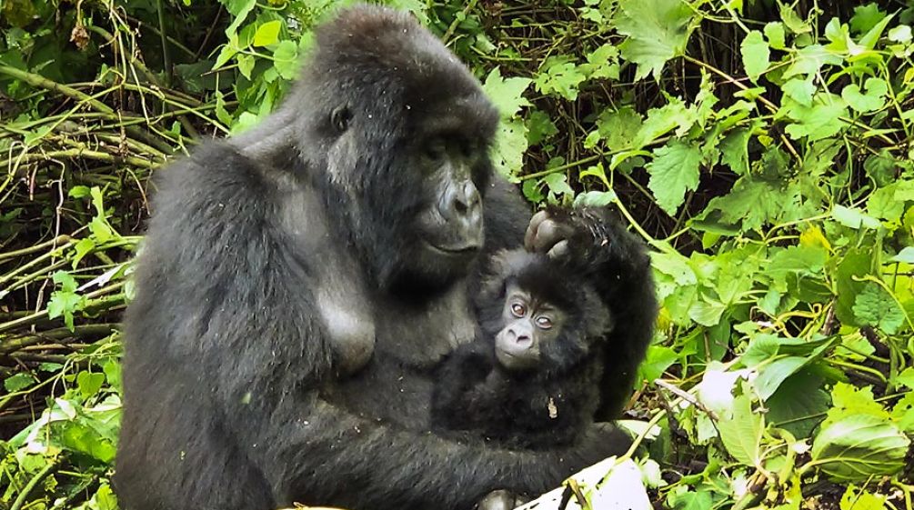 Gorilla mother with baby in her arms in the Virunga Rainforest
