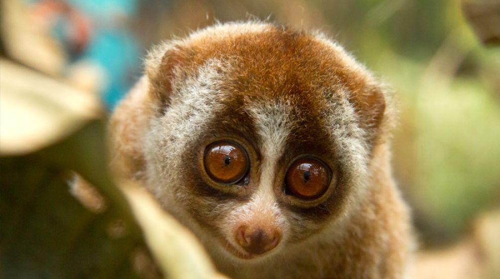 Trade in highly endangered slow lorises is prohibited. Slow loris on a tree