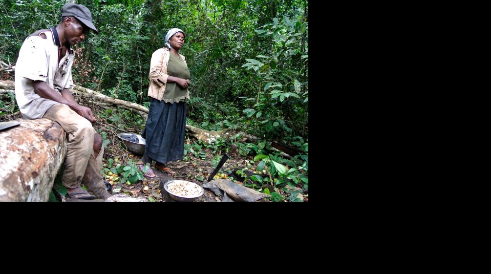 Nigerian woman gathering forest mangos