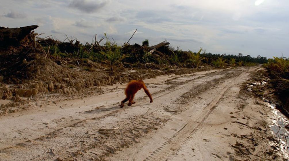 Palm oil plantations and illegal loggers are THE DESTRUCTION TWIN OF  ORANGUTANS' HABITAT - Rainforest Rescue