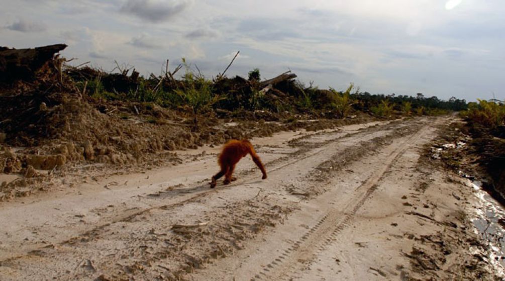 Palm oil plantations and illegal loggers are THE DESTRUCTION TWIN OF ORANGUTANS' HABITAT - Rainforest Rescue Palm oil plantations and illegal loggers are THE DESTRUCTION TWIN OF ORANGUTANS' HABITAT - Rainforest Rescue