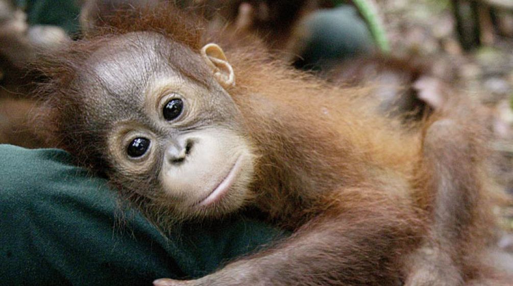 a orangutan baby