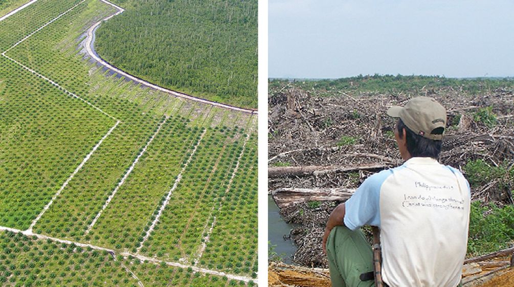 2 pictures. Left: Oil palm plantation next to rainforest. Right: A man looks at devastated land