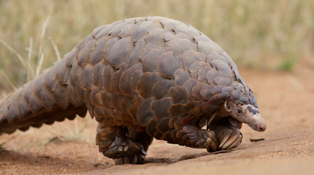 An African pangolin