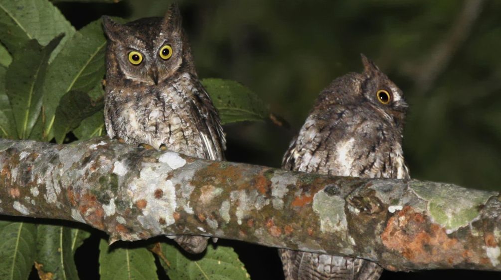 Two owls sitting on a branch